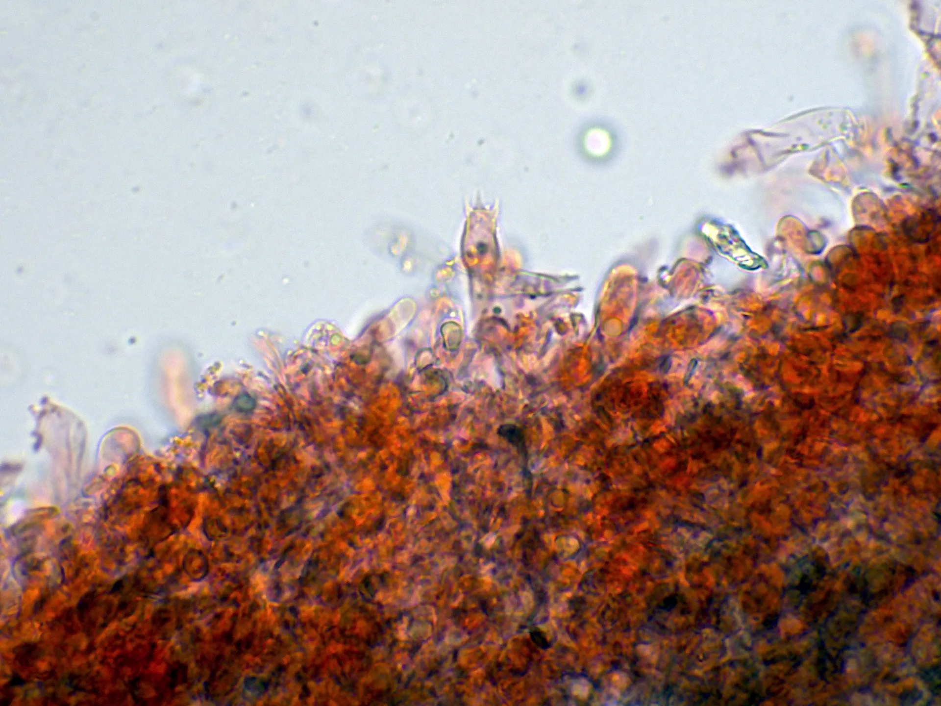 Microscopía de Byssocorticium atrovirens - 10 - Basidios-003